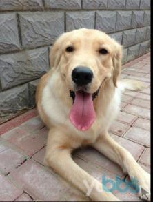 金毛和姐姐娱乐吃瓜酱,娱乐吃瓜酱的趣味日常  第2张